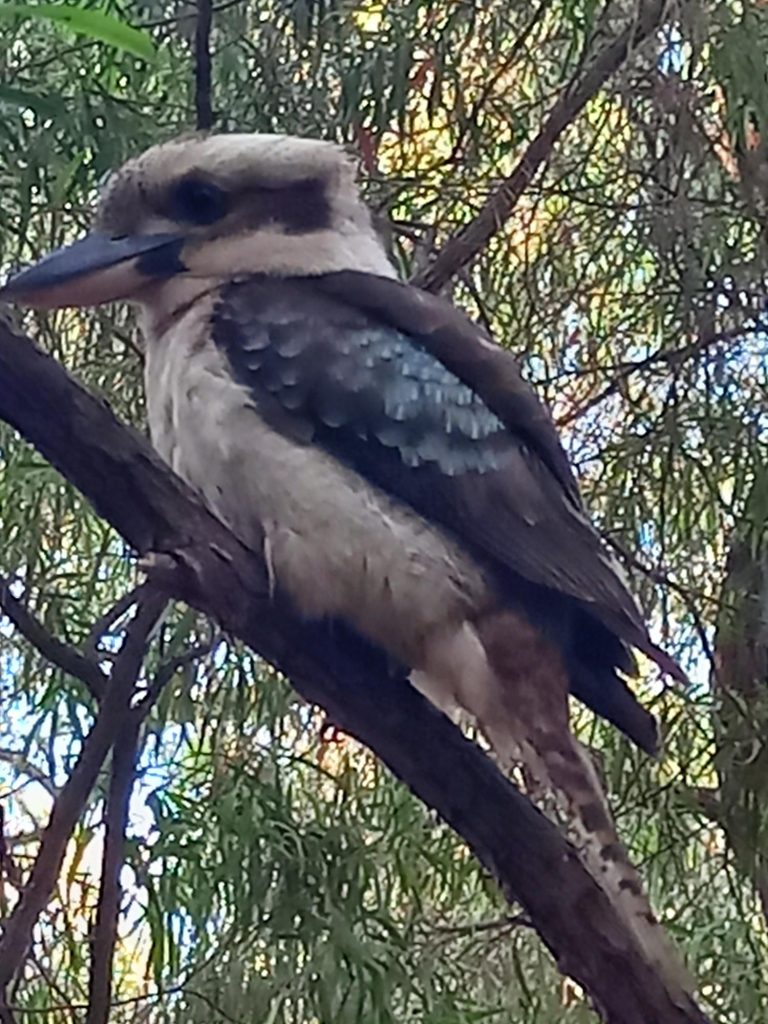 Cookie the Kookaburra