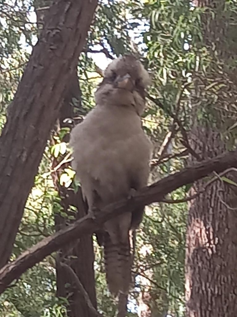 Cookie the Kookaburra