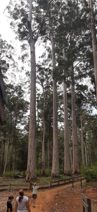 Four Aces Karri Trees