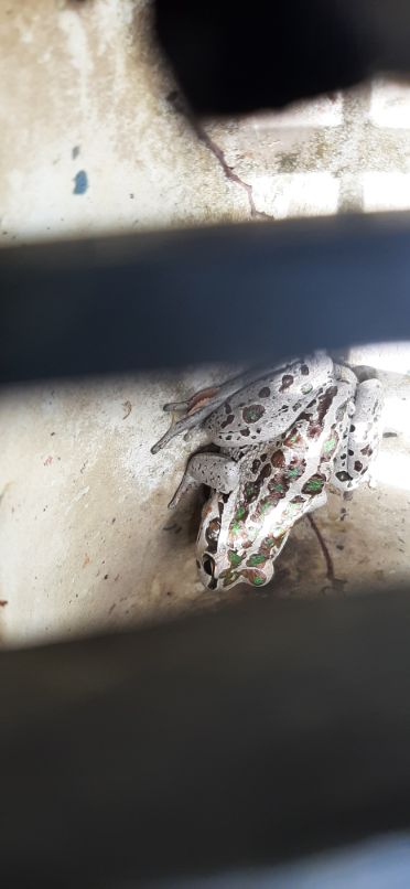 Frog in Kojonup Drain