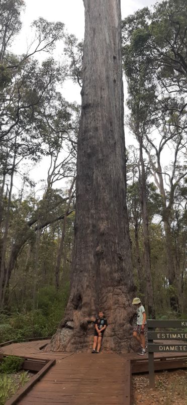 Manjinup King Jarrah (1)