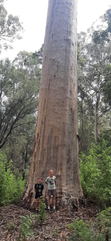 Manjinup King Jarrah (2)