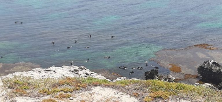 Seals at Rottnest