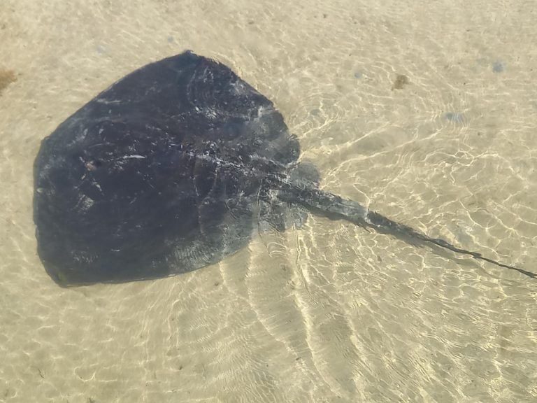 Stingray Augusta