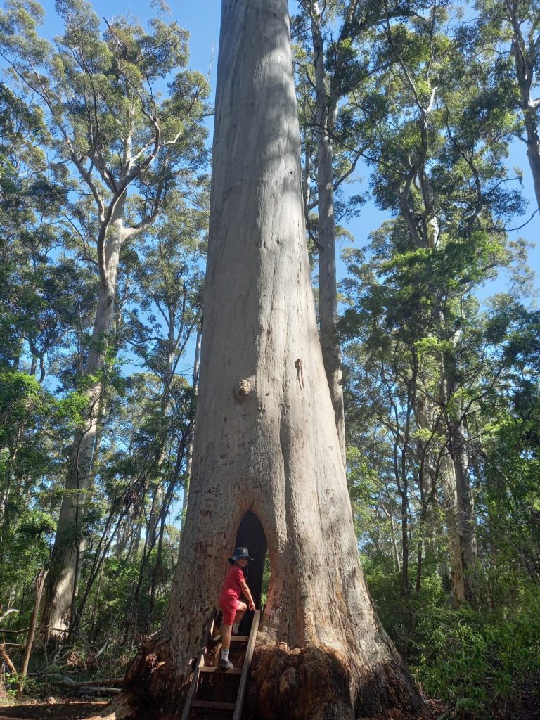 Walk through tree