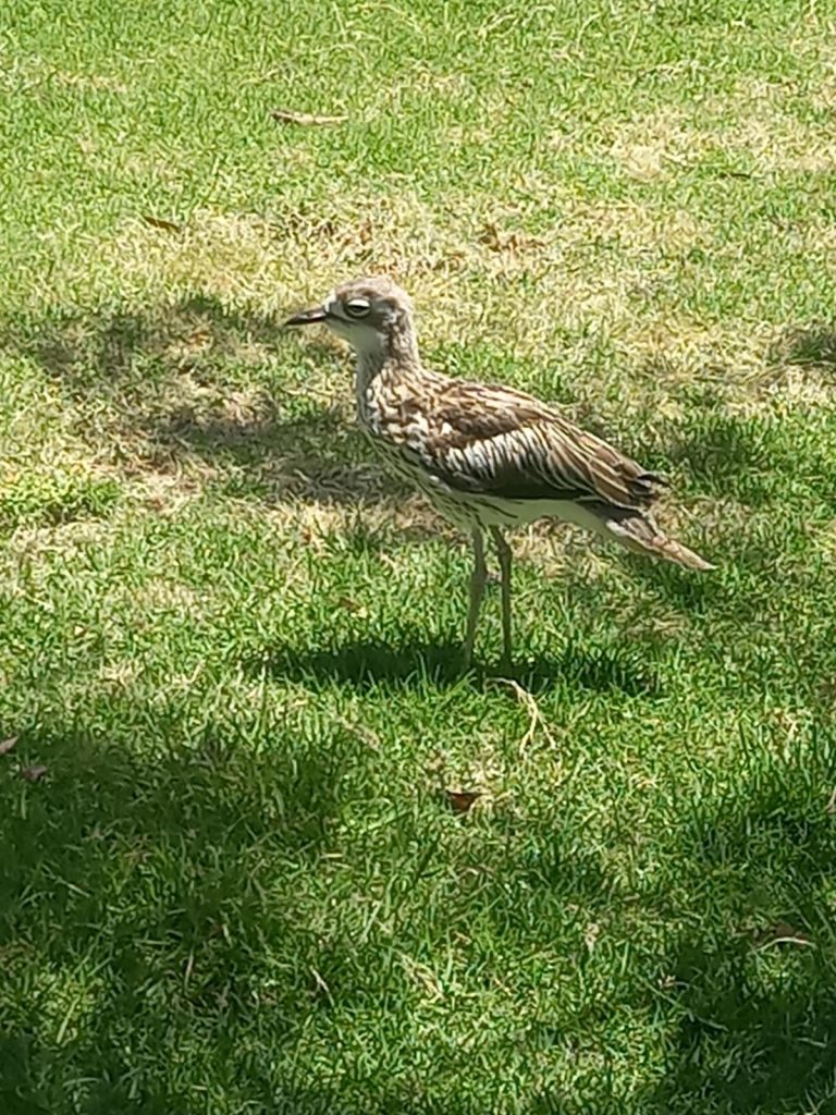 Curlew