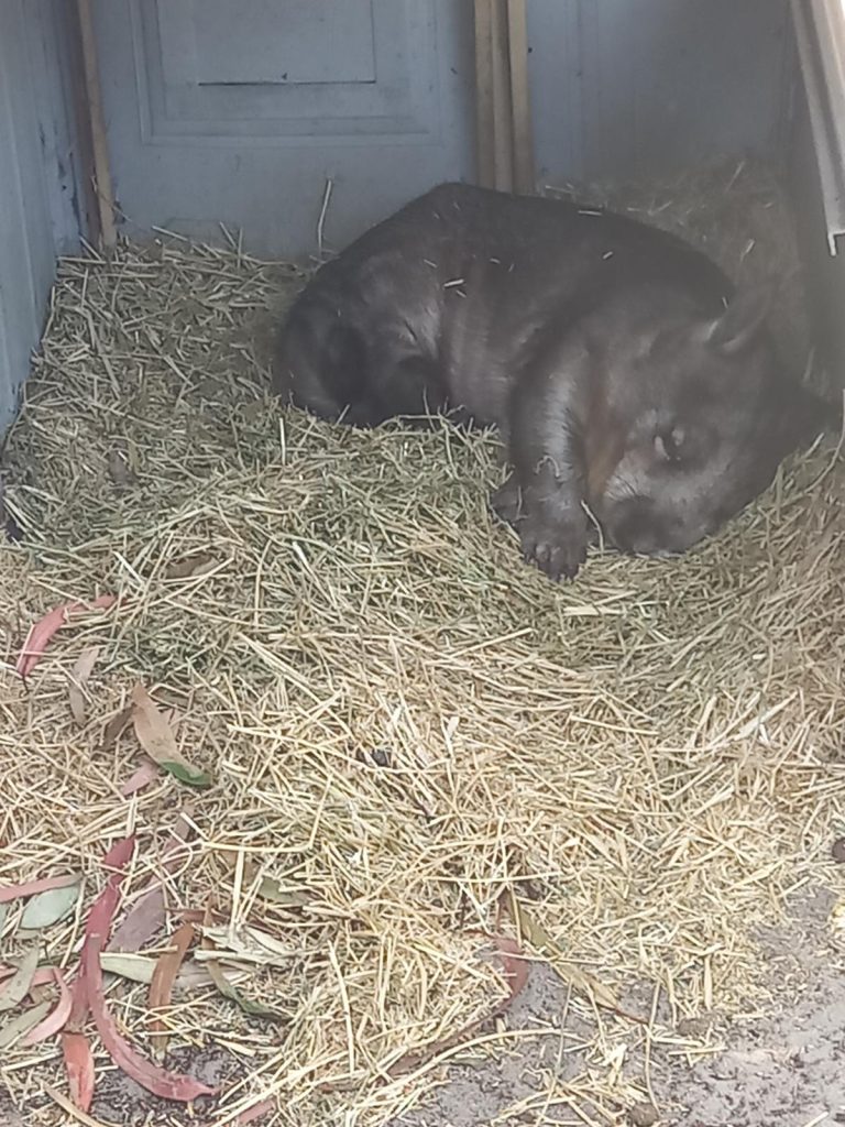 Hairy nosed wombat