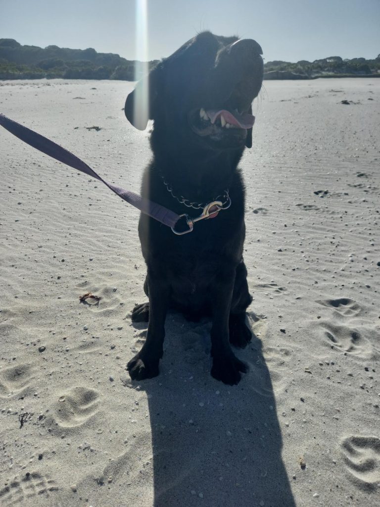 Jett on Ocean Beach