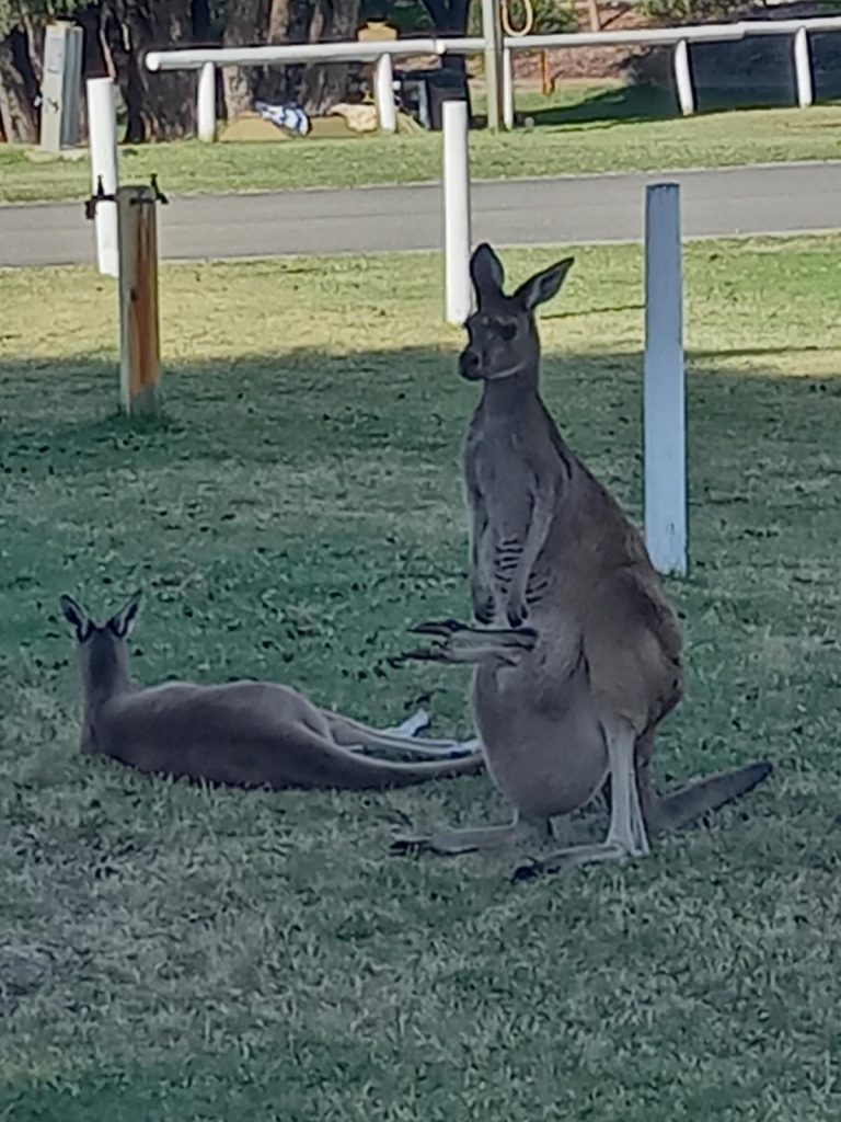 Kangaroos at camp