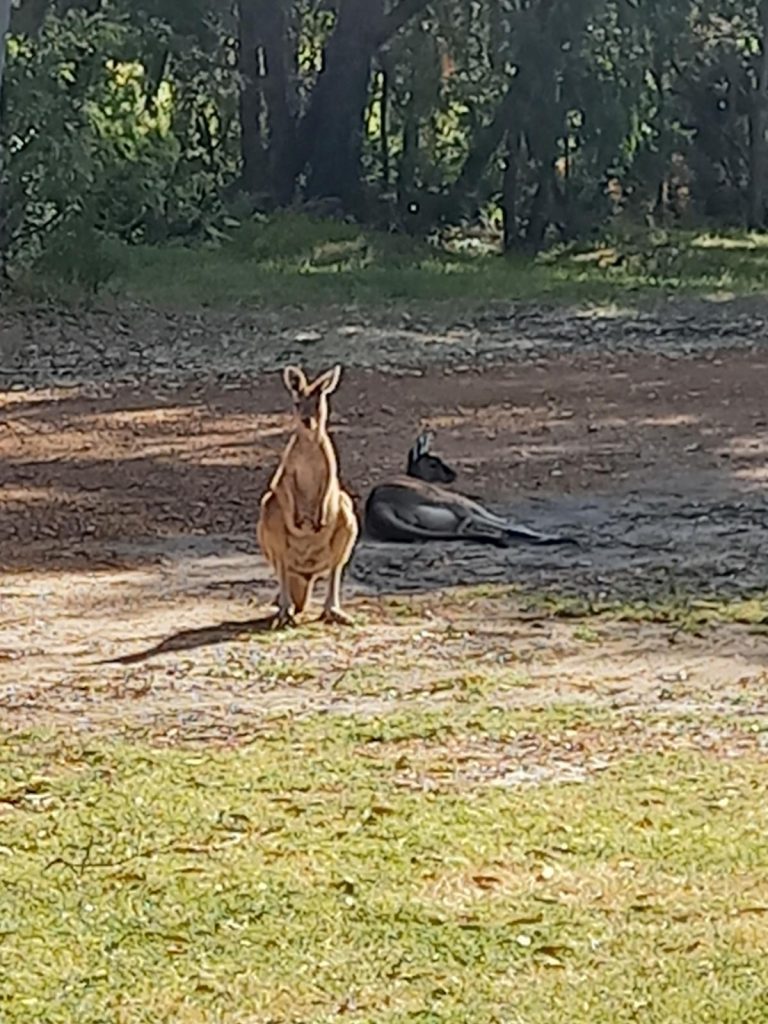 Kangaroos at camp