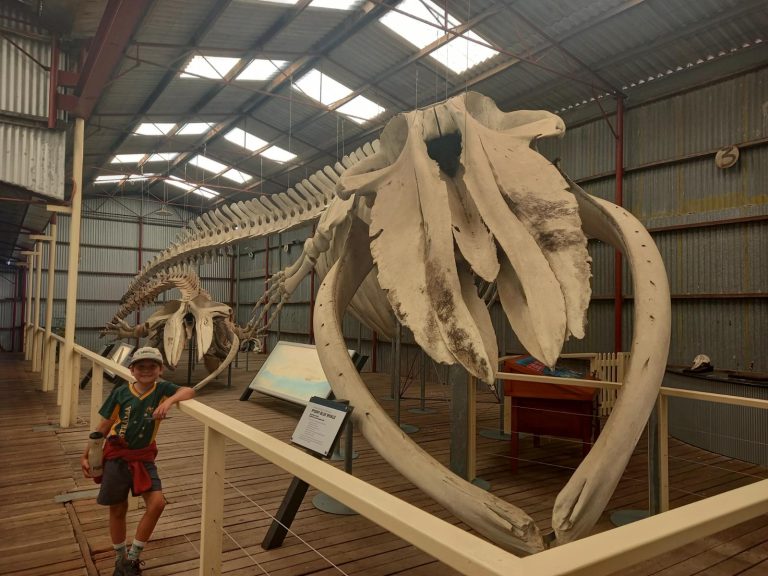 Pygmy Blue whale skeleton