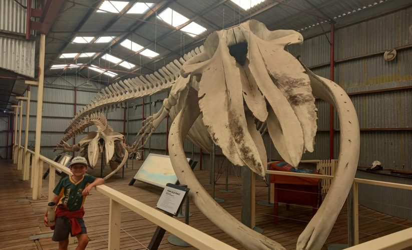 Pygmy Blue whale skeleton