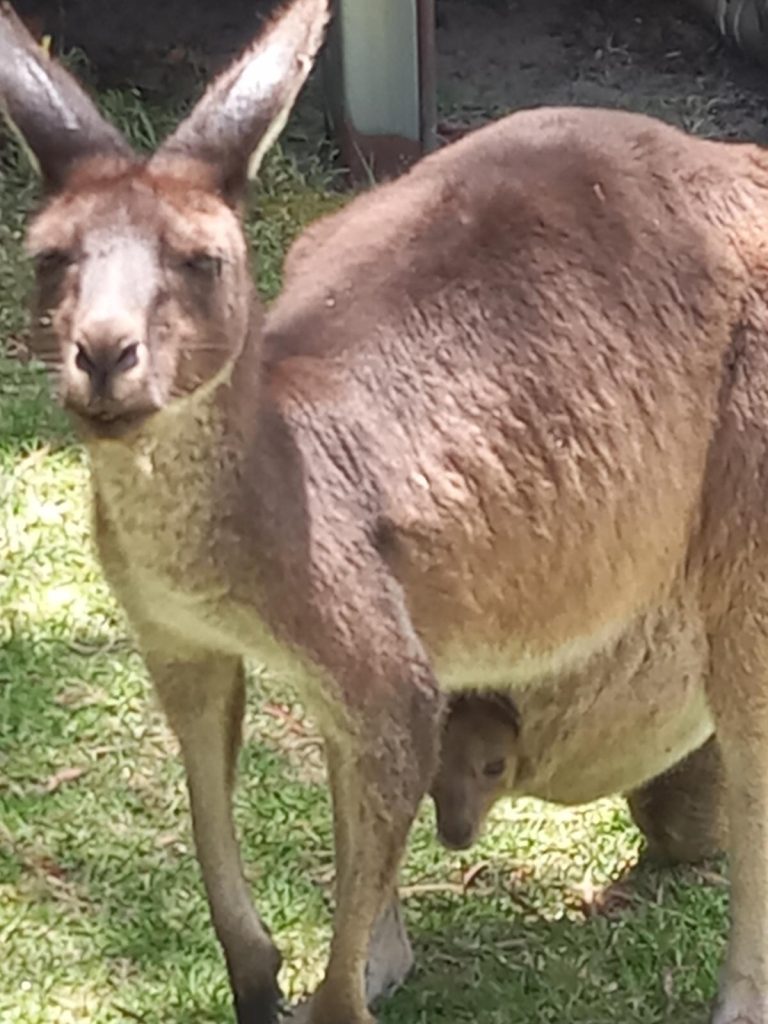 Skippy and baby skippy at camp