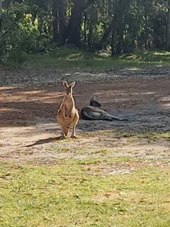 Skippy in Denmark