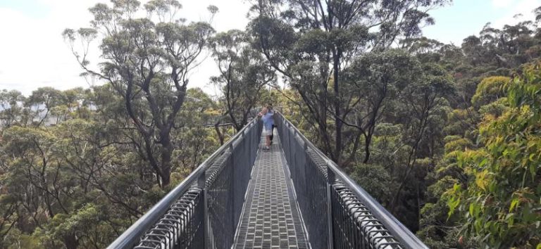 Tree Top Walk Denmark