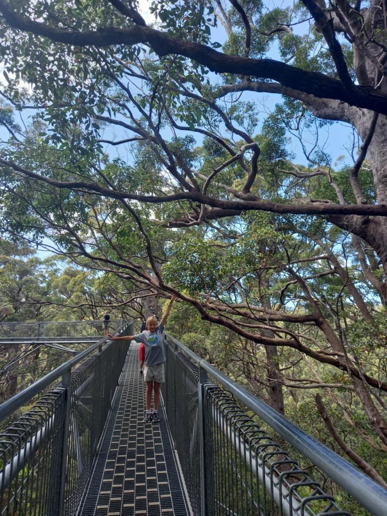 Valley of the Giants Treetop Walk